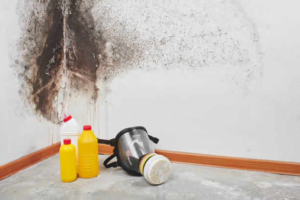 Best Residential Mold Remediation in Val Verde, CA