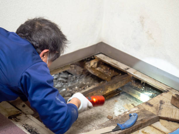 Best Black Mold Remediation in Val Verde, CA