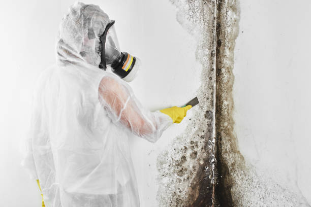 Best Post-Flood Mold Remediation in Val Verde, CA