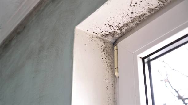 Best Industrial Mold Remediation in Val Verde, CA
