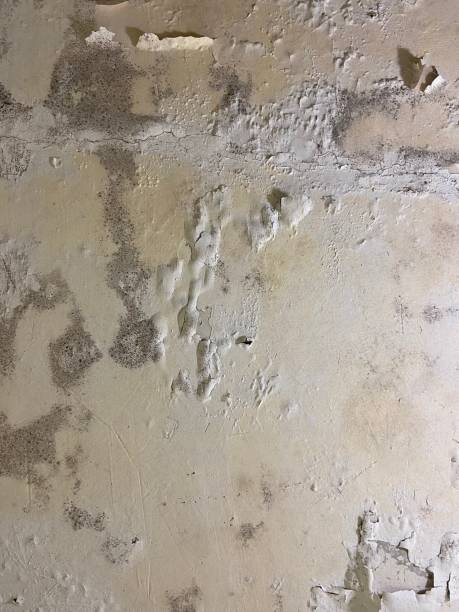 Best Basement Mold Remediation in Val Verde, CA