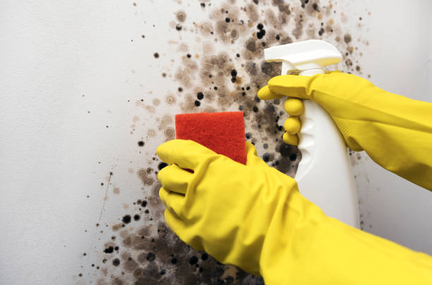 Best Basement Mold Remediation in Val Verde, CA