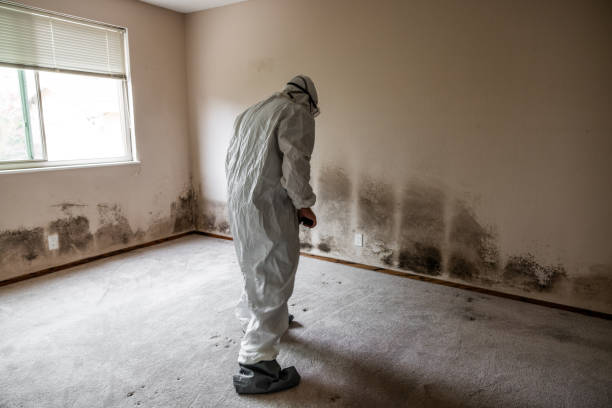 Best Health and Safety Mold Remediation in Val Verde, CA