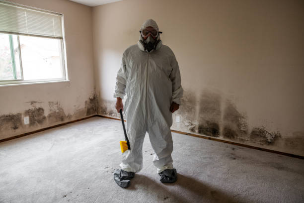 Best Emergency Mold Remediation in Val Verde, CA