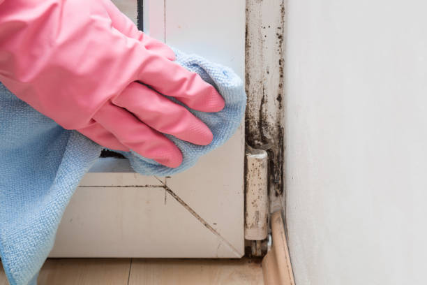 Best Mold Remediation for Schools in Val Verde, CA