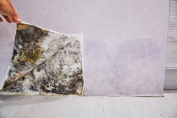 Best Residential Mold Remediation in Val Verde, CA